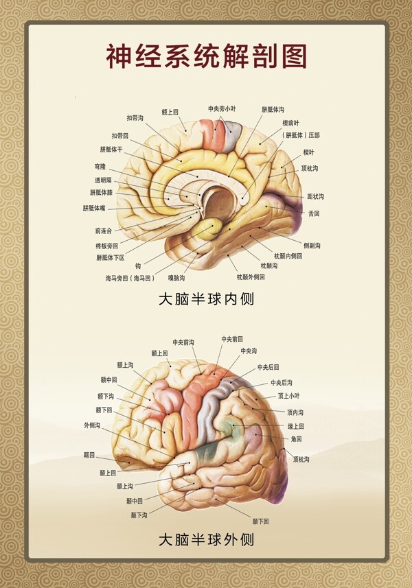 神经系统解剖图