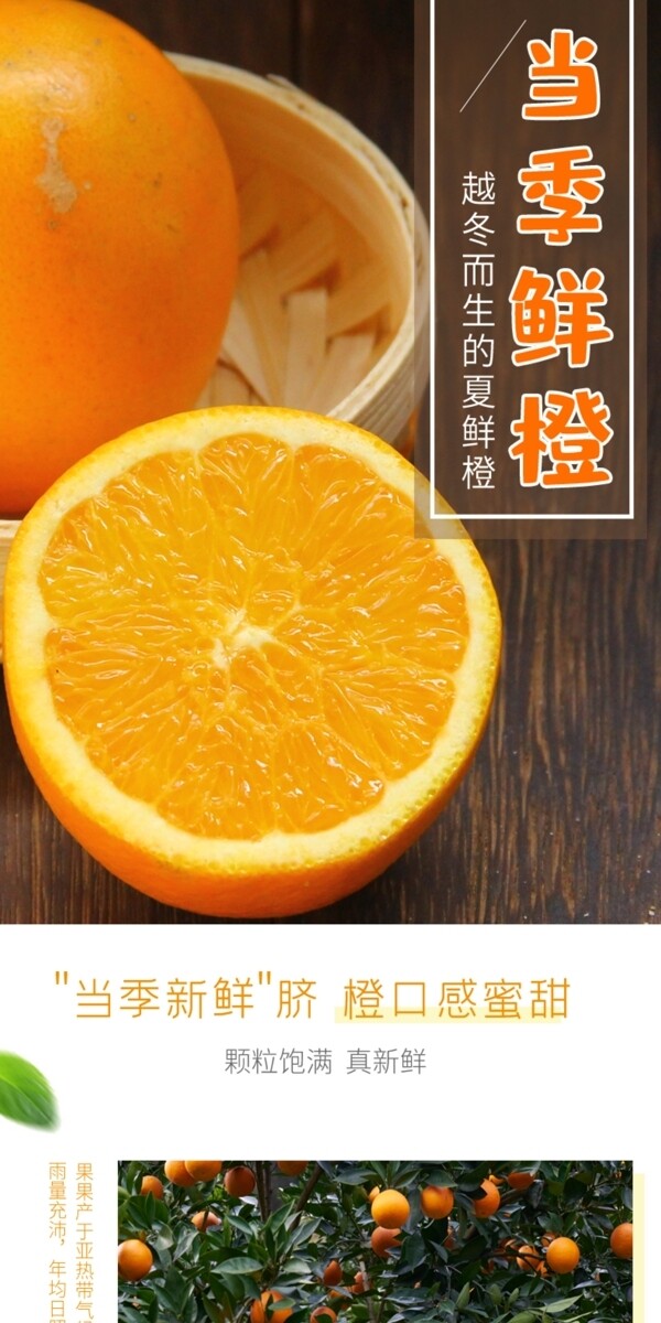 脐橙食品详情页模板