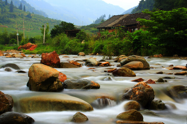 樹植物水風(fēng)景