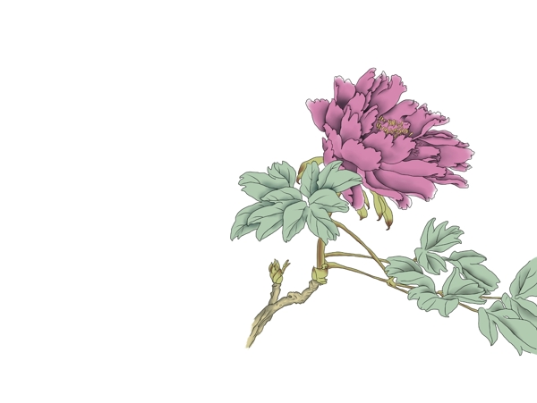 牡丹花手繪圖案