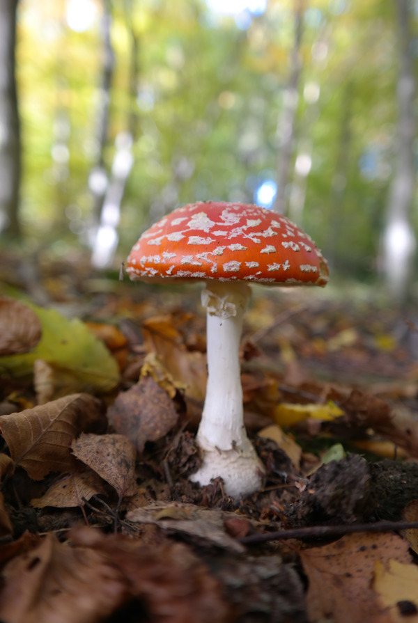 毒蘑菇图片