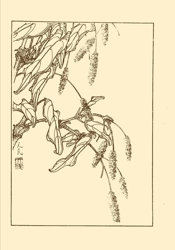 紅蓼圖片