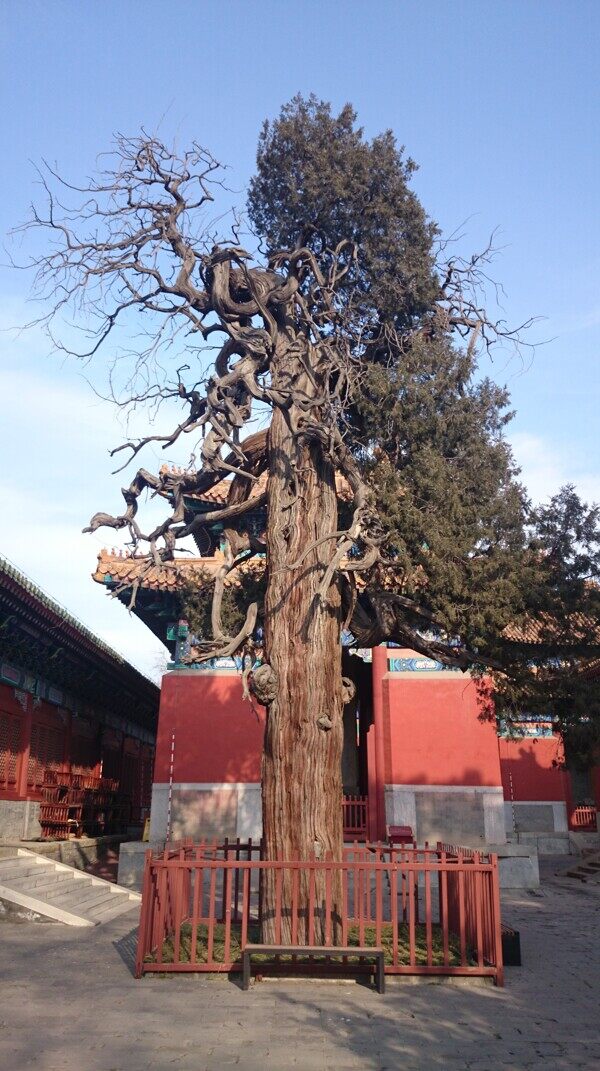 古樹(shù)