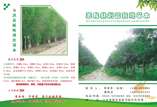 利源苗木圖片