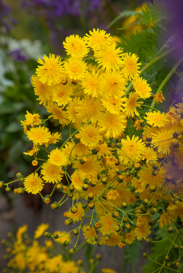 開(kāi)著正艷的黃色鮮花圖片