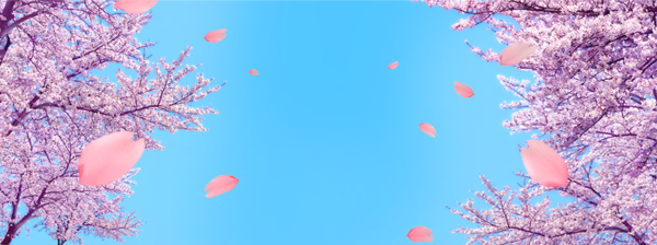 浪漫櫻花背景