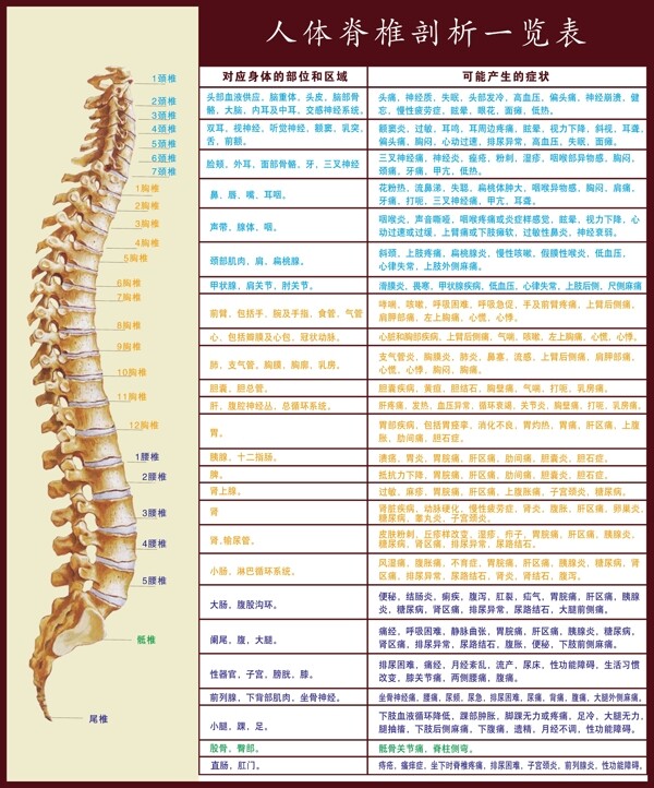 人体脊椎剖析一览图