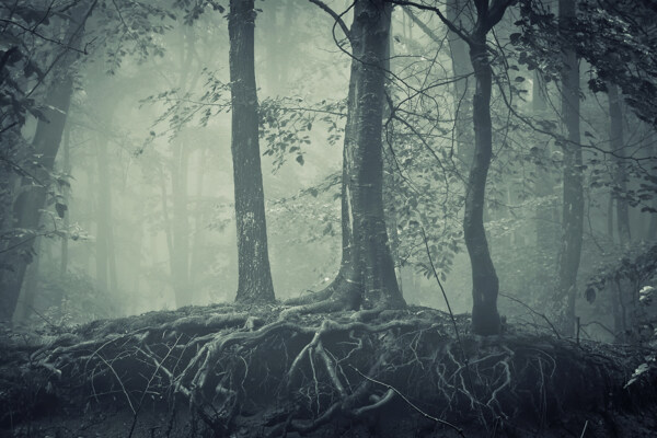 迷雾森林图片