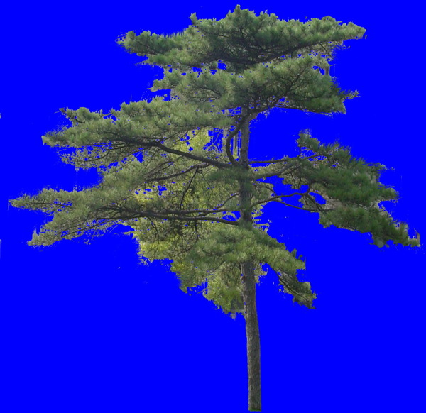 植物貼圖素材JPG1421