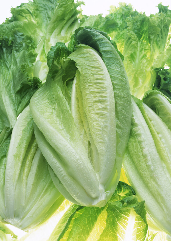 生菜圖片