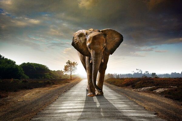 在公路上行走的大象图片