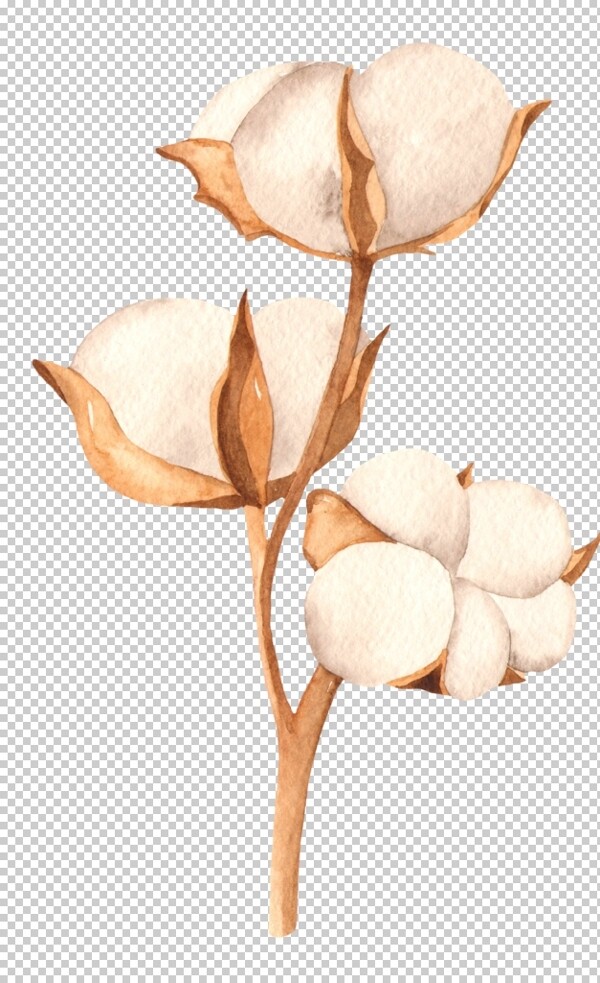 木棉花花朵绘画图案
