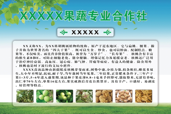 農(nóng)業(yè)合作社產(chǎn)品介紹核桃