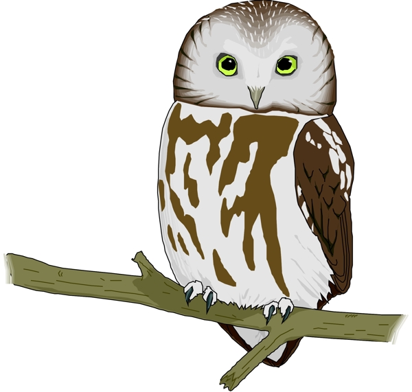 矢量逼真鳥類動物28