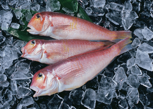 冰块上的三条红鱼