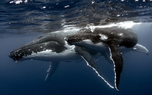 深海座头鲸