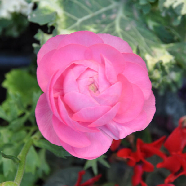 位圖植物攝影寫實(shí)花卉花朵數(shù)碼照片免費(fèi)素材