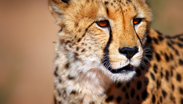 非洲草原上的猎豹图片