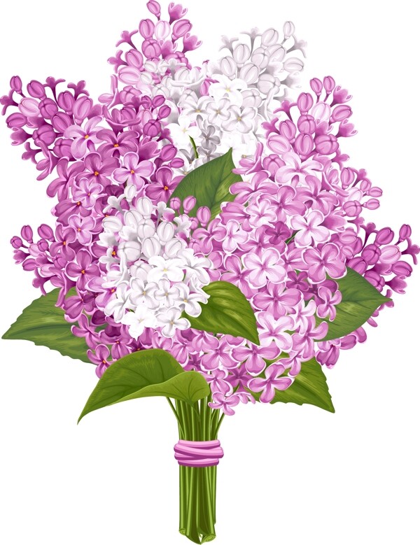 美麗的丁香花