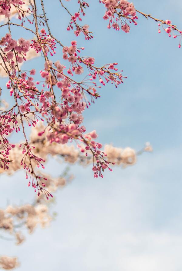 樱花桃花天空蓝色清新背景素材