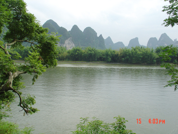 樹植物水風(fēng)景