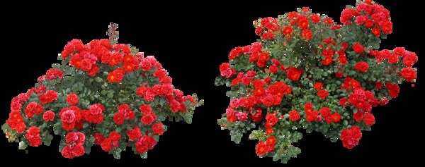 小红花抠图素材