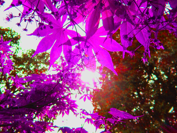 紫枫图片