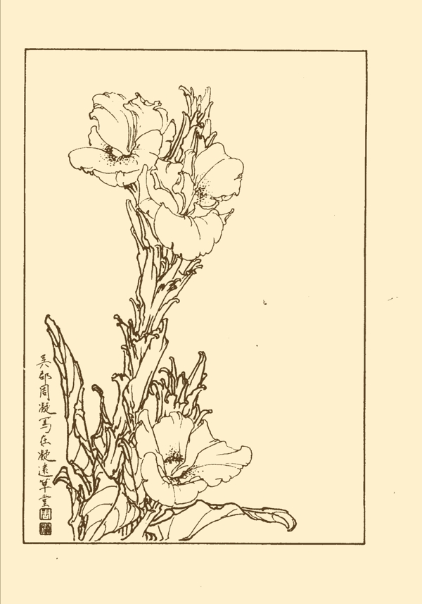 美人蕉圖片