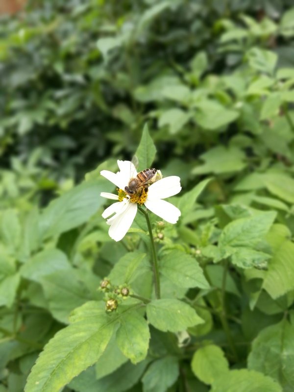 采蜜蜜蜂采花蜜野花