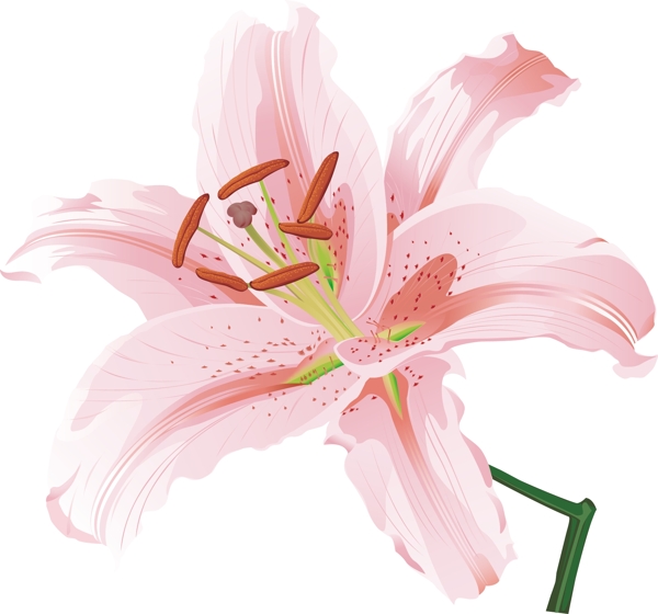 百合花圖片