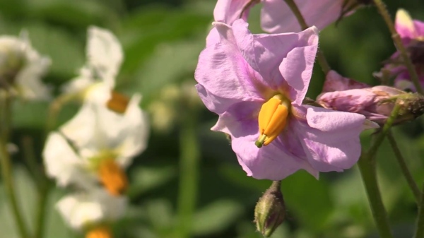 紫色花卉视频素材