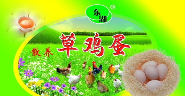 雞蛋圖片