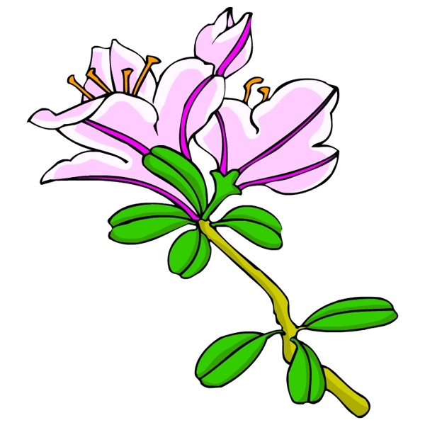 花卉古典插畫