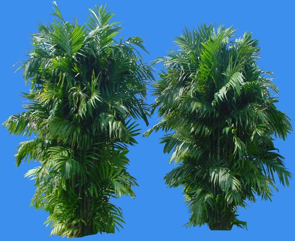 三藥擯榔植物素材