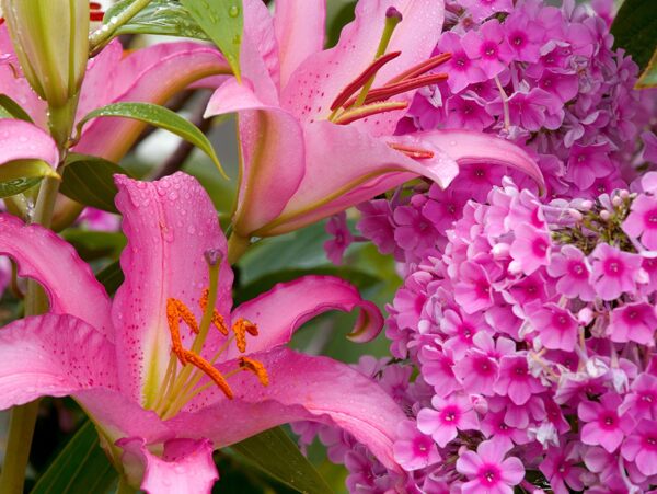 百合和Phlox