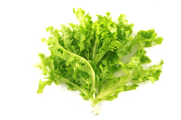 生菜圖片