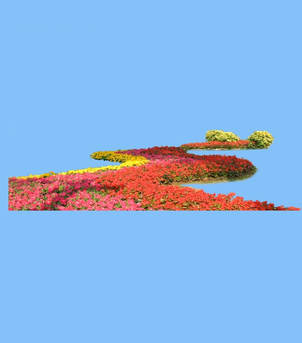 園林植物草坪