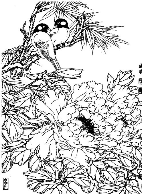 花和鳥圖片