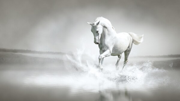 白色美丽的白马在河水中奔跑驰骋
