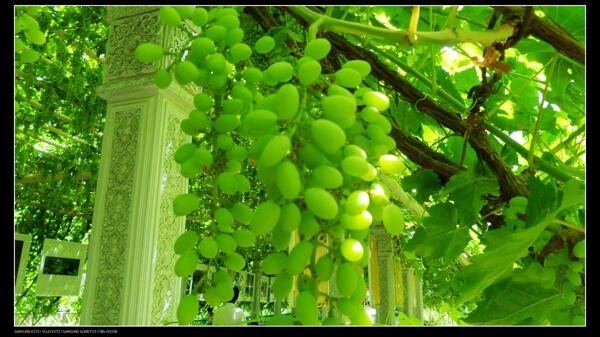 新疆吐鲁番市葡萄沟图片
