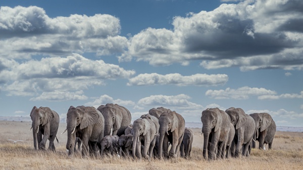 野生动物大象野兽背景图片