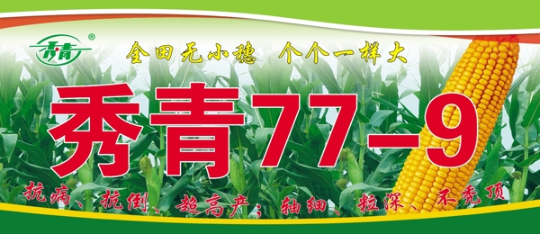秀青779圖片