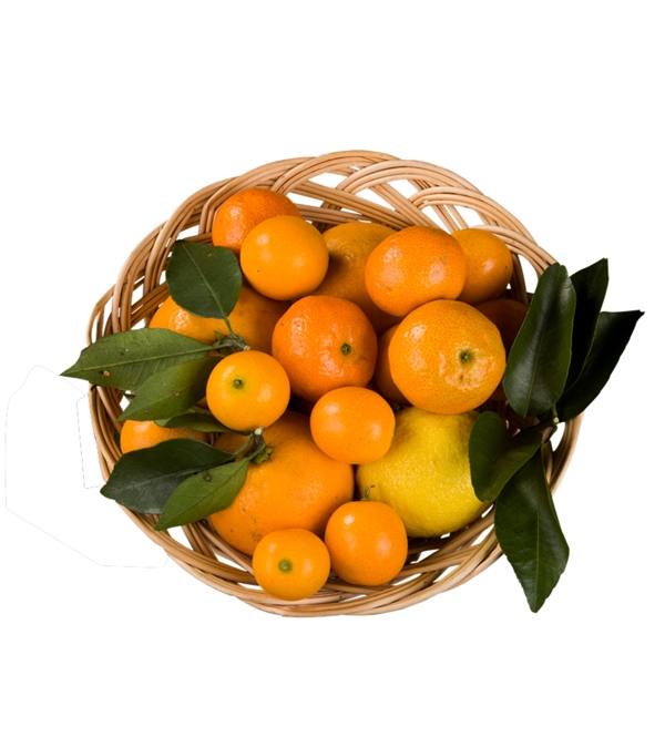 水果镂空篮子矢量图