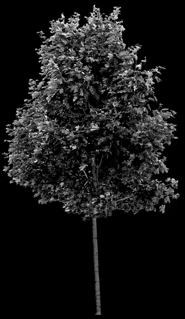 植物貼圖素材建筑裝飾JPG1838