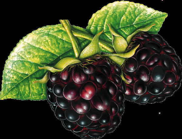 黑树莓水果手绘风格