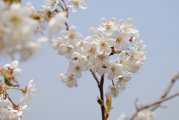 春季李花圖片
