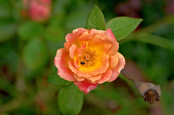月季花圖片