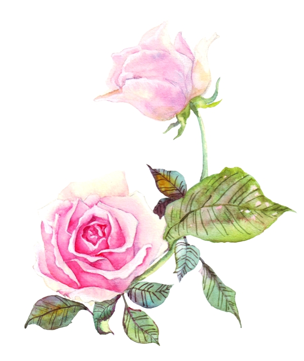 手绘粉色的玫瑰水彩花卉