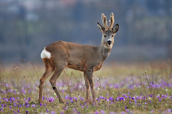 鲜花草地上的小鹿图片