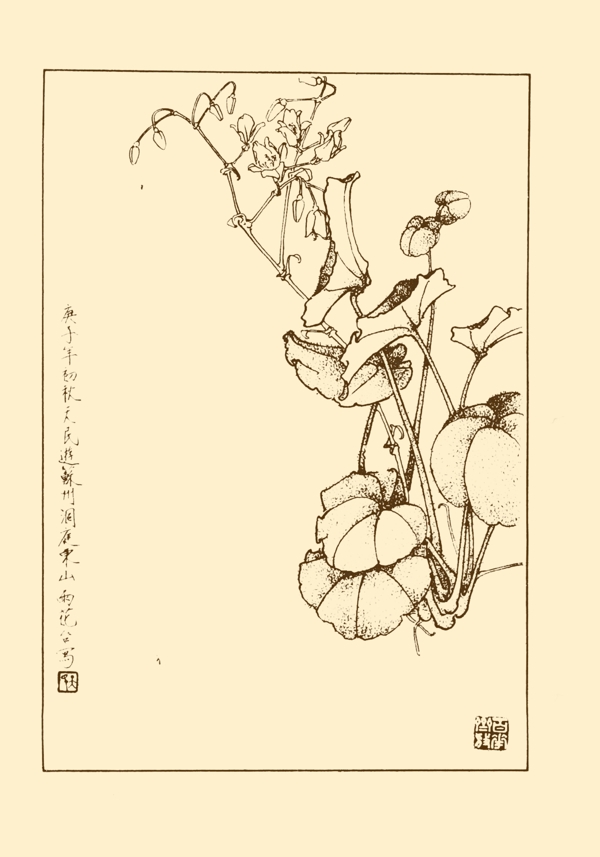 金絲荷葉
